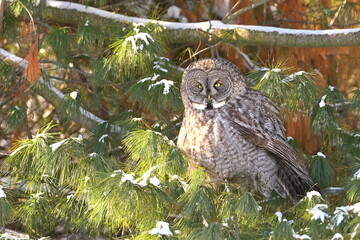 Magestic Great Gray Owl sits in a pine tree hunting