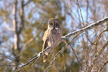 A Great Gray Owl perched on a snow covered branch hunting along the edge of a meadow