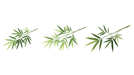 Bamboo Leaves Branch on transparent isolated background,png