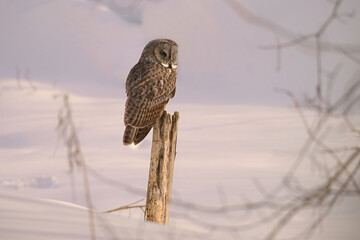 Close up of a Great Gray Owl perched on a dead tree stump in a snow covered ravine