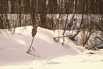 Winter scene of a Great Gray Owl perched on a dead tree stump in a snow covered ravine