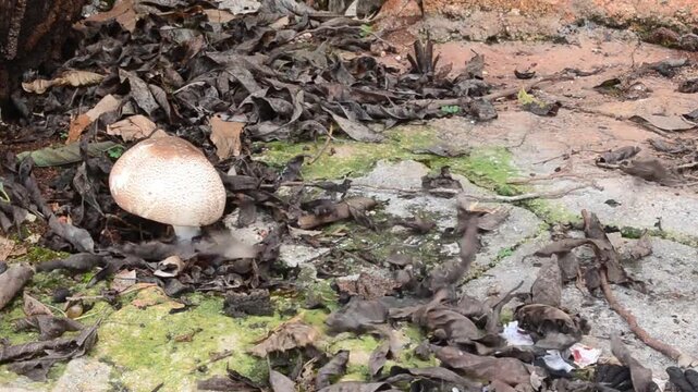 Leaves Falling On Wild Mushroom