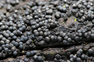 黒灰色の子嚢殻に天使の輪模様の入ったアカコブタケ科キノコのコロニーアップ（キノコマクロ撮影）