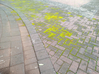 Moss Growing on Brick Walkway