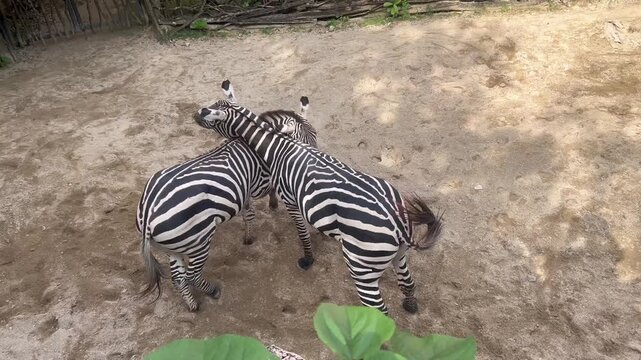 Two zebras standing close together on sandy ground, one with its head near the other's body, in an outdoor enclosure.