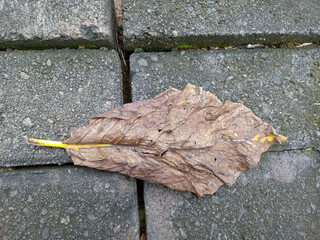 Dry Leaf on Stone Pavement
