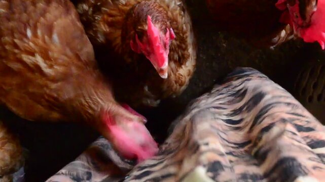 Hens In A Coop Picking At A Skirt