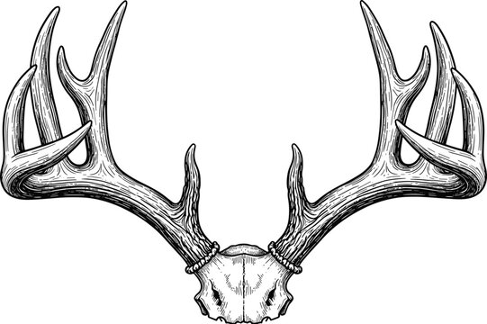 Detailed black-and-white deer skull with large antlers, realistic wildlife anatomy illustration for nature, hunting, and educational vector use