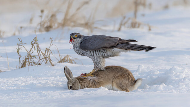 An eagle tearing apart a hare in the snow