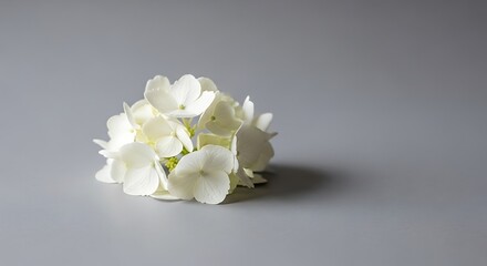 Close-up of a White Hydrangea Flower Head on Gray Background.