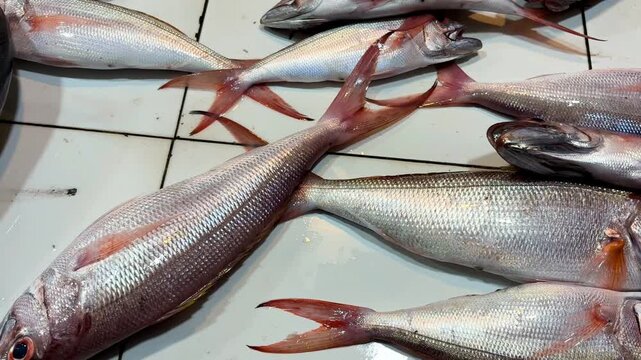 Fresh reef fish locally known as ikan capa or kakap displayed for sale at a traditional fish market in Pariaman, Indonesia. Seafood catch arranged on tiles, ready for cooking and trade.