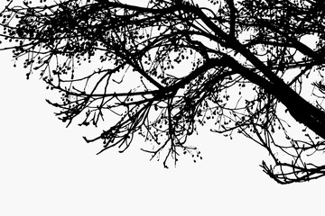 Naklejka premium Silhouetted tree branches with berries against white background