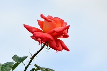 red rose on blue background