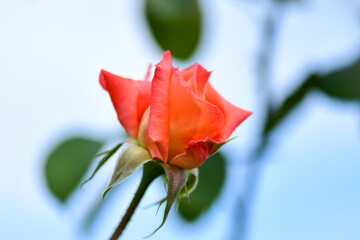 red rose on green background