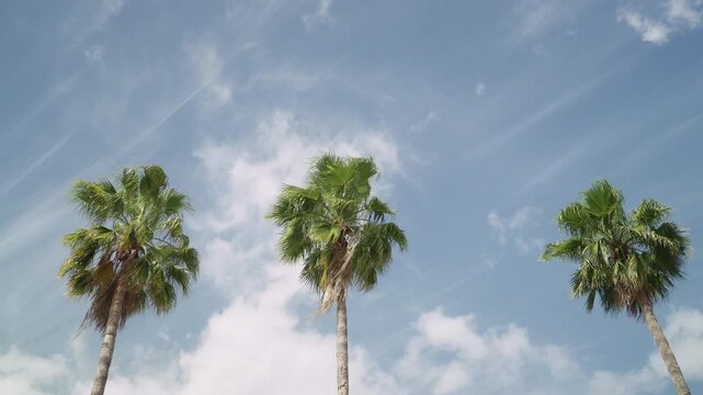 Palm trees in Ybor.