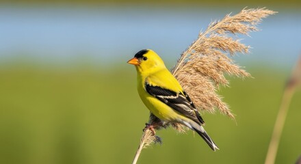 Fototapeta premium American Goldfinch Perched on a Reed in Natural Habitat.