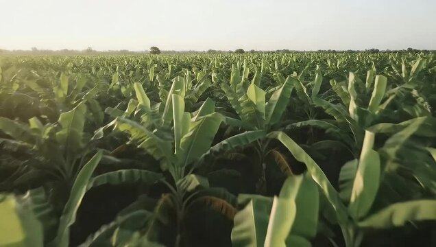 Aerial View of a Lush Banana Plantation Under a Bright, Clear Sky