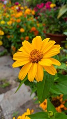 Vibrant yellow flower in a garden setting