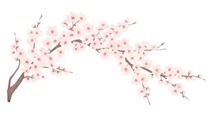 Fototapeta premium Delicate Cherry Blossom Branch with White Background