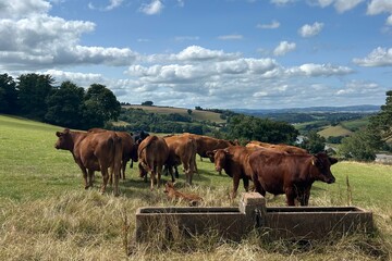 Naklejka premium Herd of cows on a green pasture with clouds and blue sky