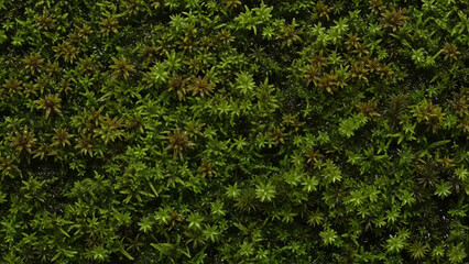 Obraz premium Lush Green Moss Texture Close Up Detailed View.