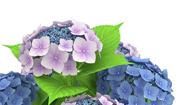Purple and Blue Hydrangea Flowers with Green Leaves