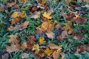 Obraz premium Fallen frost-covered autumn leaves on a green lawn in the Catherine Park of Tsarskoye Selo on a sunny autumn day, Pushkin, Saint Petersburg, Russia