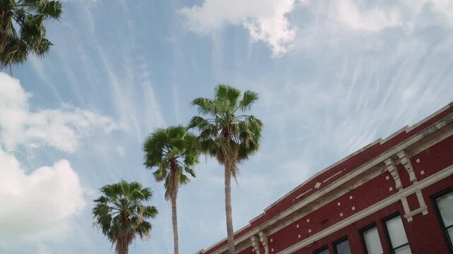 Palm trees in Ybor.