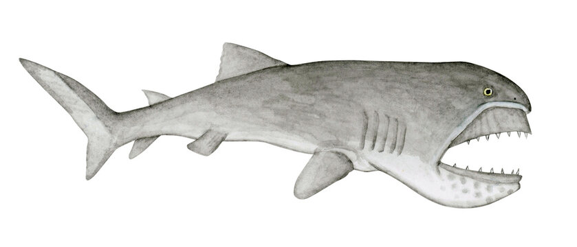 メガマウス　サメ　深海生物　水彩 イラスト