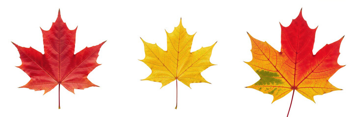 Autumn Maple Leaves Set in Red, Yellow and Orange Colors Isolated on White Background