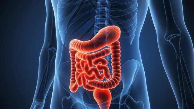 Medical visualization of the human digestive system with glowing red stomach and intestines inside a transparent blue male torso.