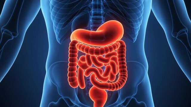 Medical visualization of the human digestive system highlighting the stomach and intestines in red within a translucent blue body for gastroenterology education.