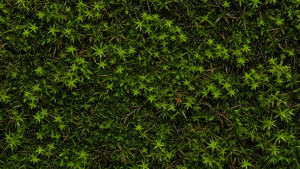 Obraz premium Lush Green Moss Carpet Thriving in Natural Habitat.