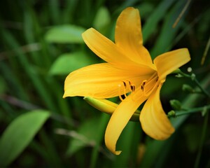 Fototapeta premium Macro shot of yellow lily stamens and pollen, nature detail