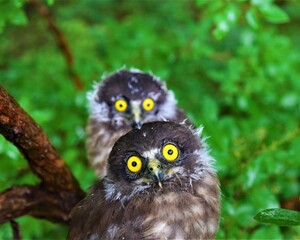 Cute owlet looking startled and curious in its natural habitat