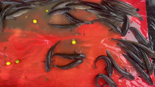 Fresh snake head murrel fish Catch in Red Container at Fish Farm or Market