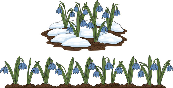 Spring snowdrop flower growth stages illustration showing melting snow and blooming plants for seasonal nature vector design