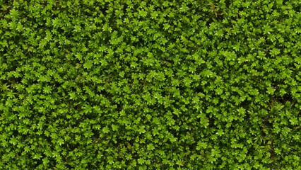 Lush Green Foliage Creating a Dense Natural Background.