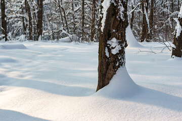 Deep winter forest scene with sunlit, untouched snowdrifts hugging a rough tree trunk, creating...