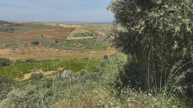 Slow-motion still images of an olive tree with flowers on the ground and wild oats moving in the wind, with harvested fields, olive groves and colorful soil patterns under a clear blue sky.