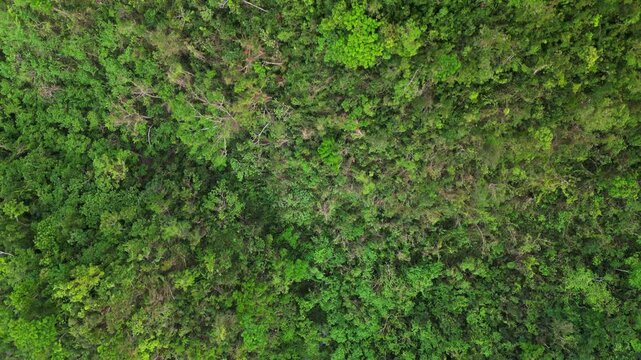 Picturesque aerial bird's eye view of vibrant, dense tropical rainforest canopy at remote island - Catanduanes, Philippines