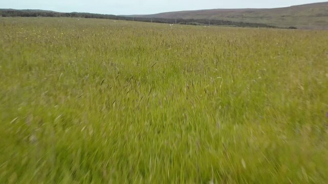 Low flying drone shot of grass growing in a croft on the Isle of Lewis.