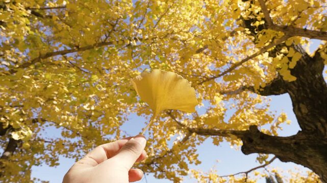 Delicate yellow leaf in hand against tree.