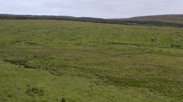 Drone shot of livestock on Hebridean crofts and fields.