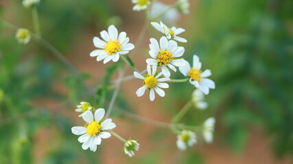 a few close-up shots of daisies