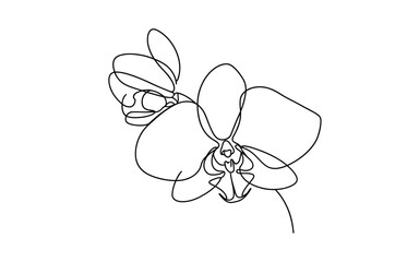 Detailed phalaenopsis orchid flower head in a continuous one line drawing style © StockSynergy
