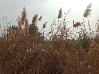 Phragmites australis flower head also known as common reed showing feathery brown inflorescence forming natural reed grass head pattern growing in wetland and riverbank habitat
