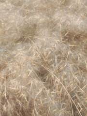 Phragmites australis flower head also known as common reed showing feathery brown inflorescence forming natural reed grass head pattern growing in wetland and riverbank habitat
