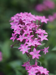 Obraz premium Close-up of delicate pink Pentas lanceolata (Egyptian starcluster) flowers in a garden