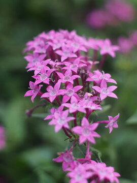 Close-up of delicate pink Pentas lanceolata (Egyptian starcluster) flowers in a garden